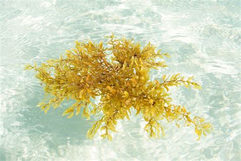 Magic seaweed doheny